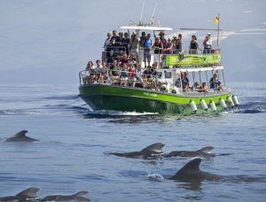 Safari en el barco Flipper para el avistamiento de cetáceos y visita a la Cueva Bonita en La Palma.
