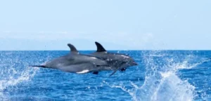 Maritime excurcions on the island of La Palma