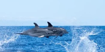 Avistamiento de Delfines y Ballenas en La Palma